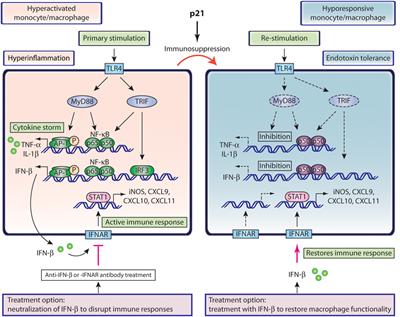 The Role of IFN-β during the Course of Sepsis Progression and Its Therapeutic Potential